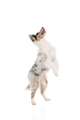 Curious, playful Australian Shepherd dog stands tall on its back legs against white studio...