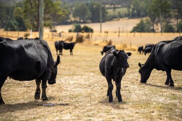 beautiful cattle in Australia  eating grass, grazing on pasture. Herd of cows free range beef being regenerative raised on an agricultural farm. Sustainable farming