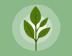 Rucola or arugula icon 
