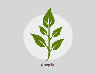 Rucola or arugula icon 
