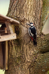 A great spotted woodpecker at a tree trunk