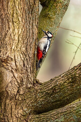 A great spotted woodpecker at a tree trunk