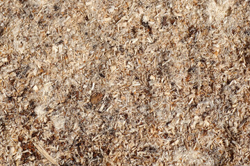 Sawdust or wood dust texture background. Wooddust of horse chestnut. Top view. Close-up.  