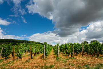 Pinot noir vineyard, Aloxe Corton wine landscape in Burgundy, France - 755763502