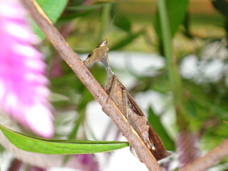 Mantis Religiosas 