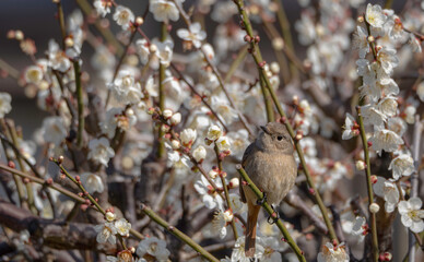 白梅の枝で上を見上げるジョウビタキ
