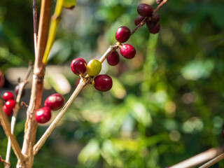 木になるコーヒー豆