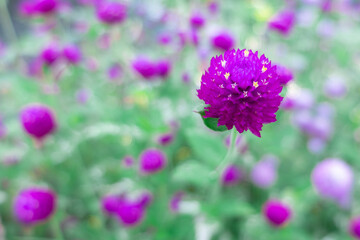 紫色のセンニチコウ　