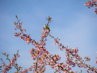 満開の河津桜で遊ぶかわいいメジロ