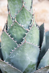 Detail of the trunk of a cactus with leaves.