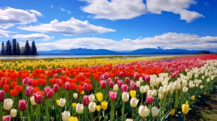 Fotobehang A vibrant tulip field in full bloom © Cloudyew