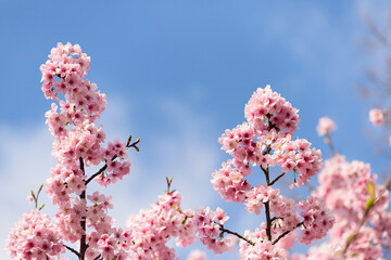 満開の桜の花