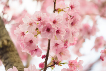 Fototapeta premium 満開の桜の花