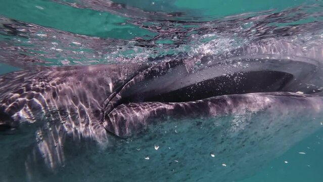 Whale shark eating in sea, huge oceanic animal, underwater, slow motion, 4k
