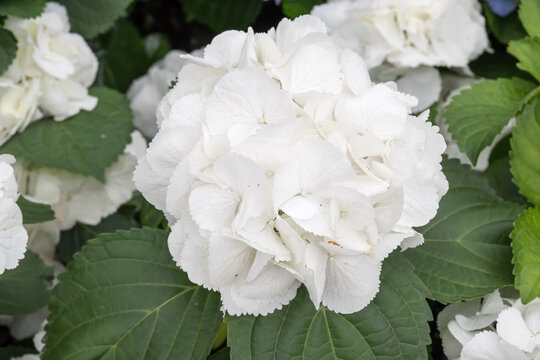 Beautiful Hydrangea macrophylla 'Schneeball' flowers.