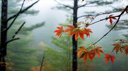 Leaves against a misty forest backdrop