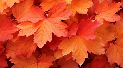Naklejka na ściany i meble Leaves in shades of orange and red