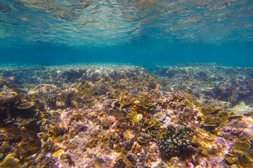 Fototapeta na wymiar Underwater coral reef. View swim float coral reef, habitat of biocenosis of exotic marine tropical animals