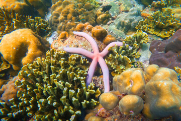 Pink seastar Linkia laevigata clings to a diverse coral reef