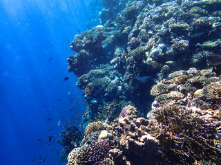 Fototapeta na wymiar The fascinating underwater world on an offshore reef in Sharm EL Sheikh.