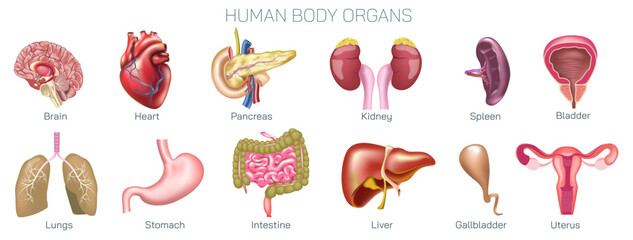 Realistic human body inside organs vector illustration. human Heart, liver , pancreas, kidney, spleen, gallbladder, intestine, lungs. All tissues and organs are made of billions of different cells. - obrazy, fototapety, plakaty