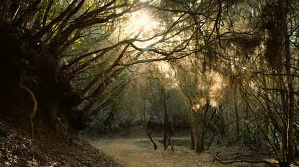 Forest track with sun rays
