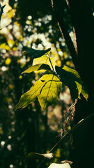 Obraz premium Ivy leaf with sunbeams