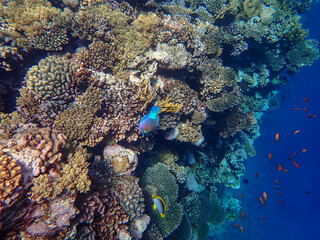 Naklejka na ściany i meble The fascinating underwater world on an offshore reef in Sharm EL Sheikh.