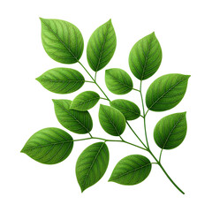 Fototapeta premium green leaves isolated on transparent background PNG Image
