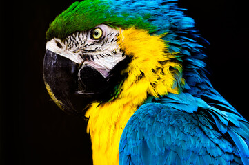 コンゴウインコ
