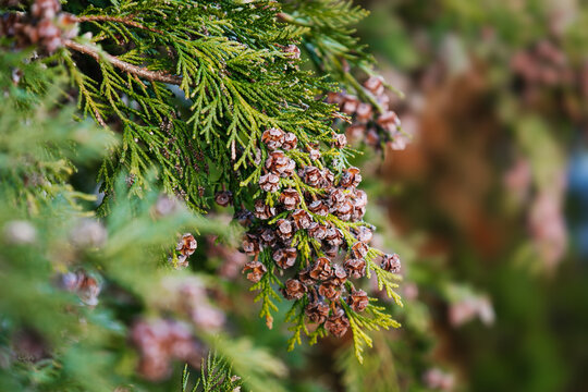 Mature female cones of Port Orford cedar. False cypress. Branche with brown dry seeds in spring. Chamaecyparis lawsoniana. Interesting nature concept for background design. Soft focus