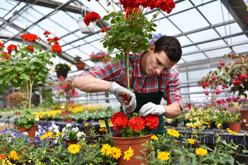 Gardener works in a greenhouse in a flower shop