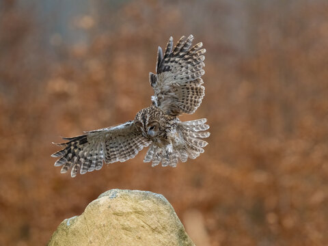 Tawny Owl. Strix aluco is landing, Bohemian Moravian Highland.