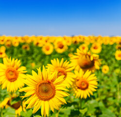 Fototapeta premium Field with yellow blooming sunflowers.