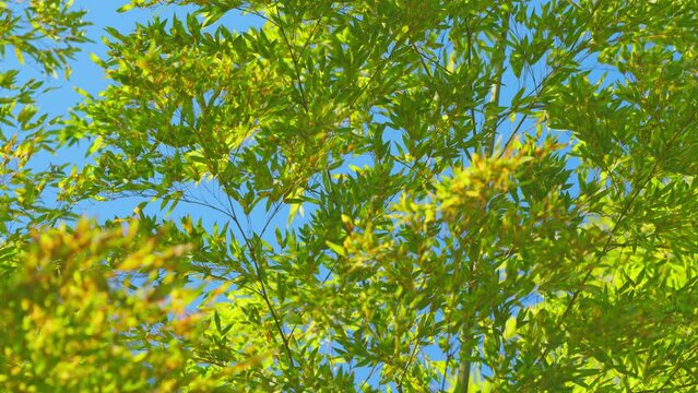 Green Bamboo Leafs Against Sunlight With Blue Sky Background. Pleioblastus Viridistriatus.