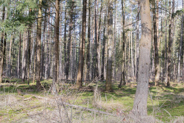 Wald