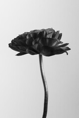 Monotone ranunculus flower - obrazy, fototapety, plakaty