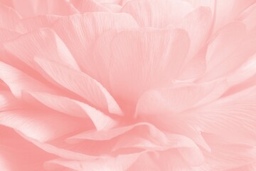 Pink ranunculus flower - obrazy, fototapety, plakaty