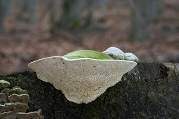 Trametes gibbosa mushroom on the wood. Known as Lumpy Bracket. Wild white-green mushroom in beech forest.