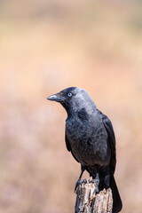 Western jackdaw drinking water in a pond.
