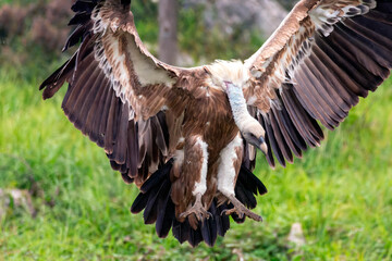 Griffon vulture landing on the meadow.