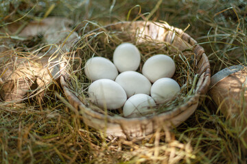 Naklejka na ściany i meble Chicken eggs in the straw nest in the chicken coop.