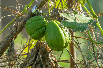 Chayote fruit growing on vine close-up . - 755783146