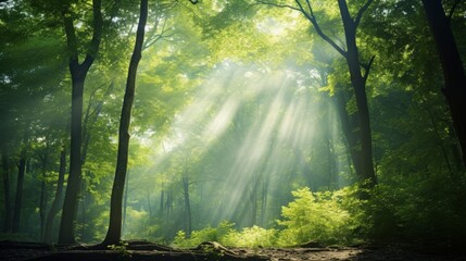 Soft sunlight streaming through a forest canopy