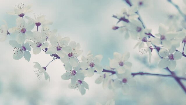 Plum Tree Flower Blossom. Blossoming Cherry Tree In Early Spring. Plum Branch With Flowers.