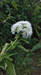 Flower of a burdock (Allium giganteum)