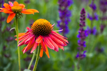 echinacea - coneflowers in the garden - soft focus