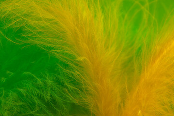 abstract feather background, background for easter celebration
