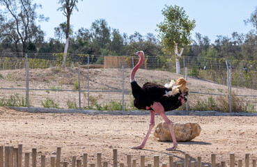 An ostrich with strong pink legs walks in an enclosure - 755788510