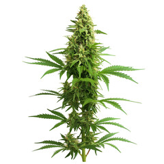 Cannabis flower isolated on transparent